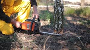 Best Commercial Tree Services  in Cascades, VA