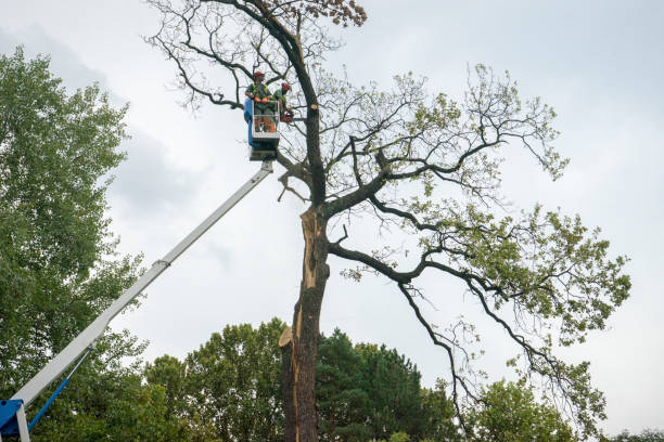 Best Tree Risk Assessment  in Cascades, VA