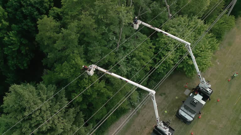 Best Palm Tree Trimming  in Cascades, VA