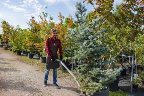 Best Emergency Tree Removal  in Cascades, VA