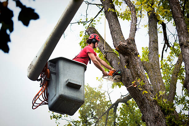 Tree Services