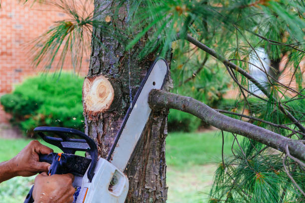 Why Choose Our Tree Removal Services in Cascades, VA?